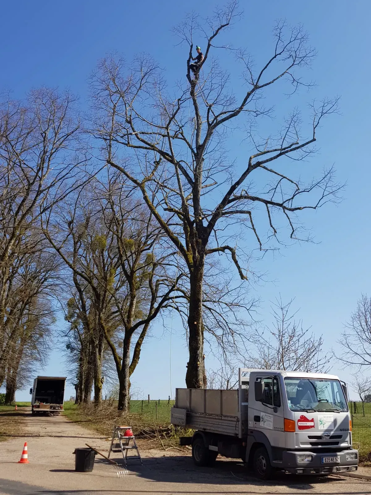 Un élagueur professionnel grimpe en haut d'un arbre dénudé pour tailler des branches, à côté d'un camion de service sur une route de campagne.