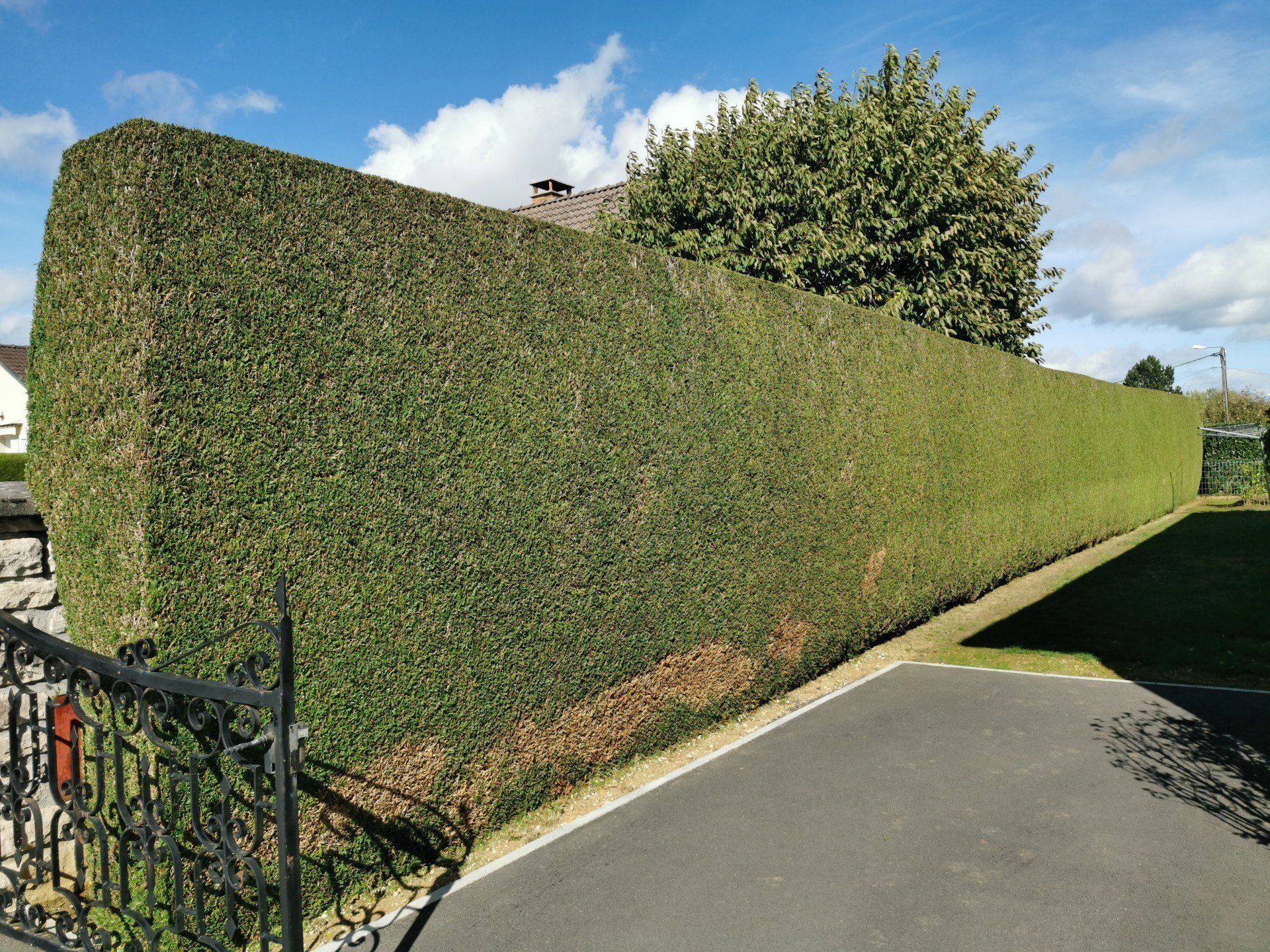 Une haute haie bien taillée longe une allée pavée sous un ciel bleu légèrement nuageux.