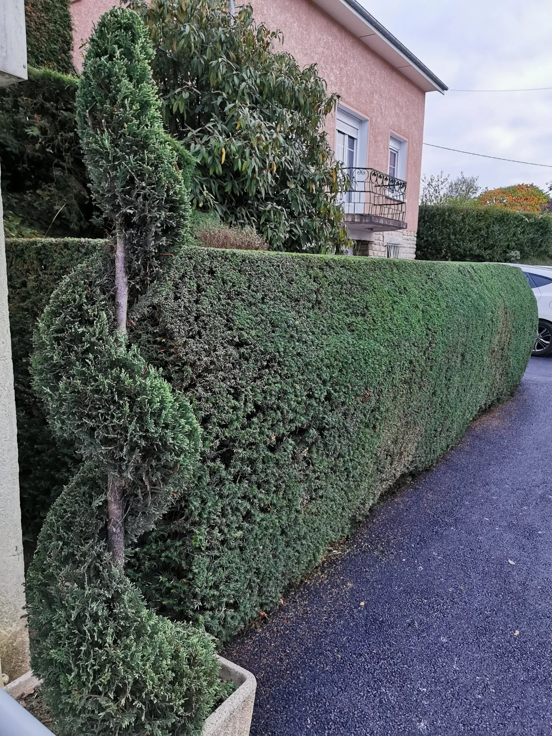 Un arbuste taillé en spirale se dresse devant une haie taillée, à côté d'une maison rose.