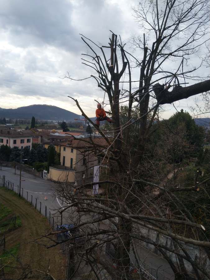estrazione albero ad alto fusto