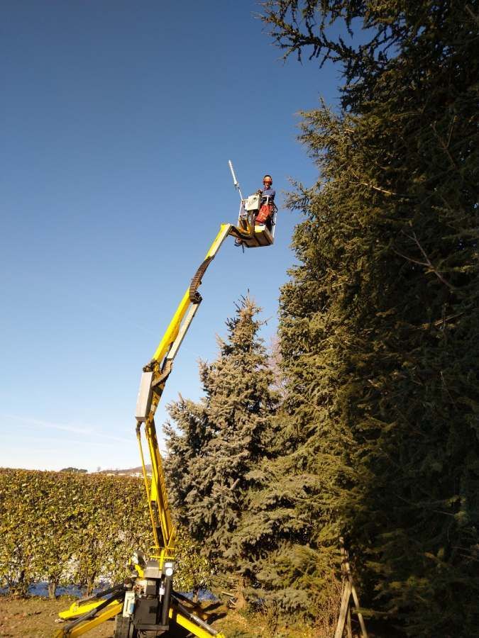 potatura albero ad alto fusto