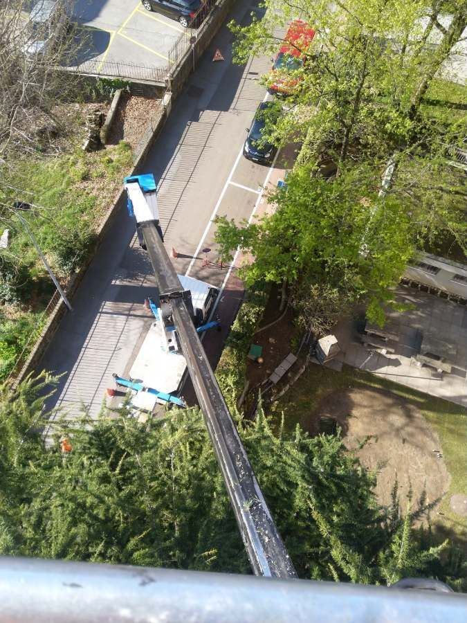 operazione di potatura