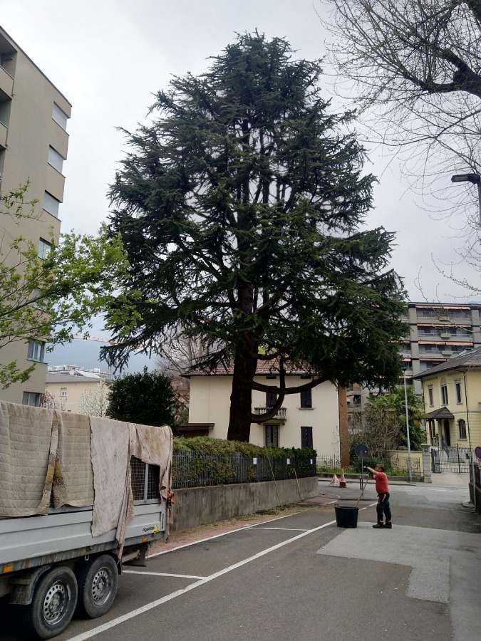 manutenzione del verde pubblico