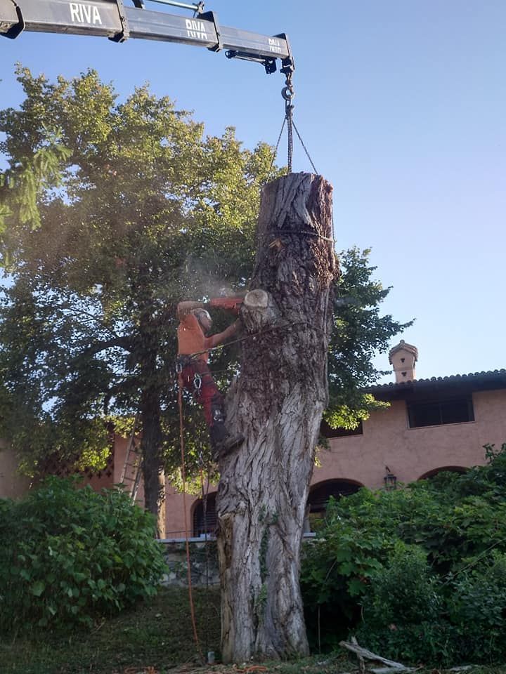 intevento di potatura - Galli Manuel Lavori Forestali