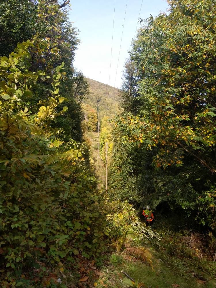 pulizia di boschi - Galli Manuel Lavori Forestali