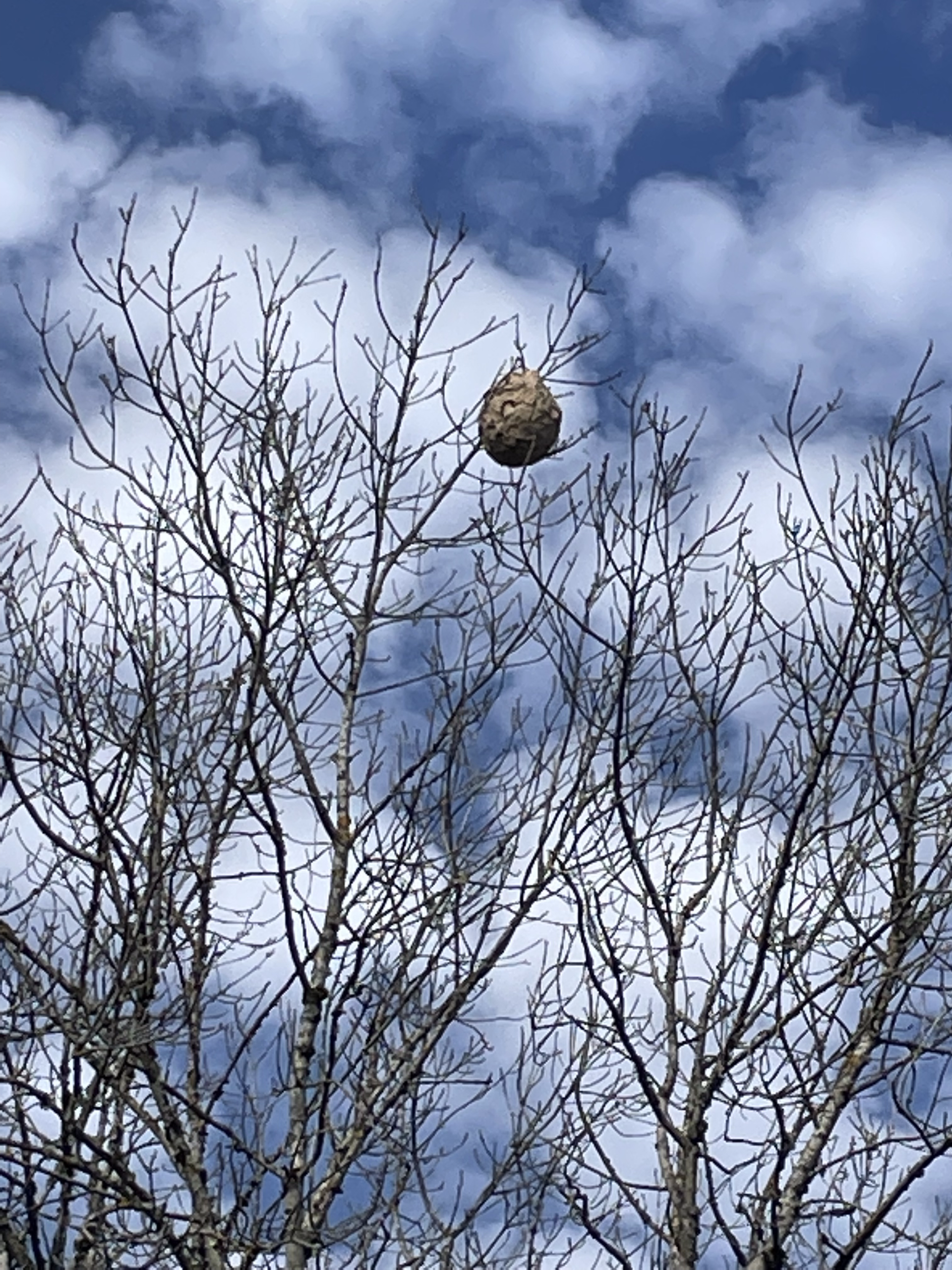 Nid de frelons asiatiques accroché dans un arbre