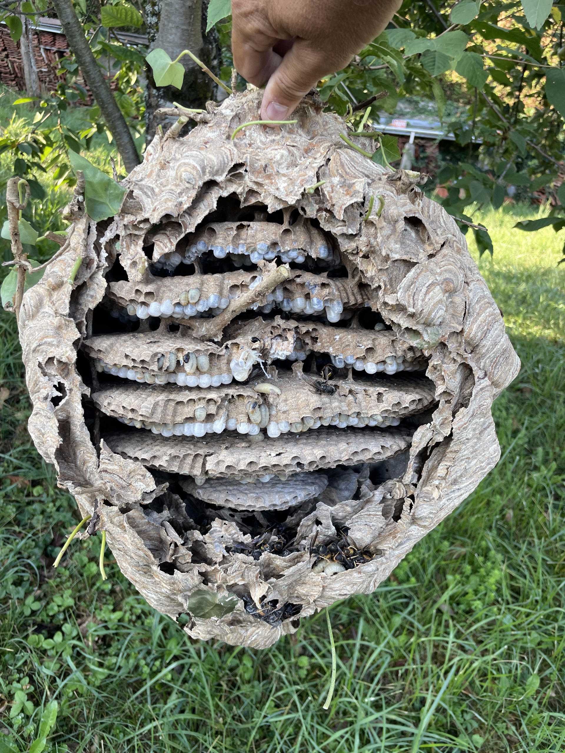 Nid de frelons asiatiques dans un jardin