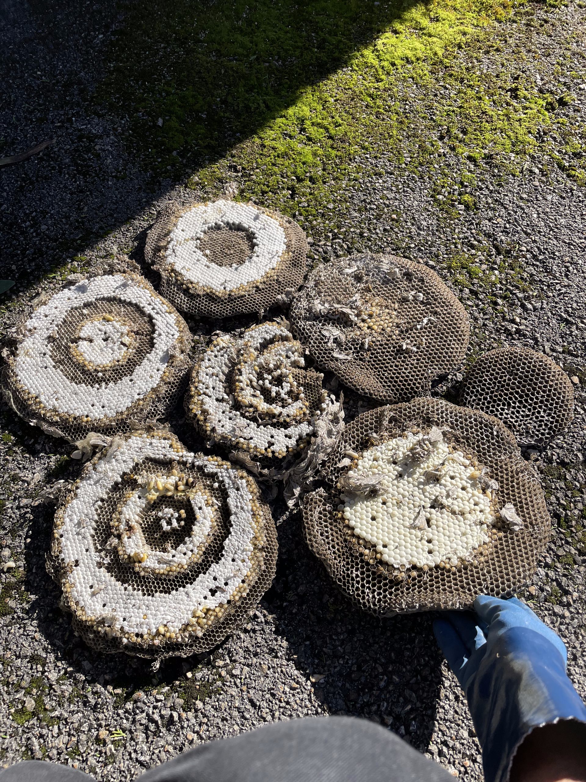 Plusieurs nids de guêpes