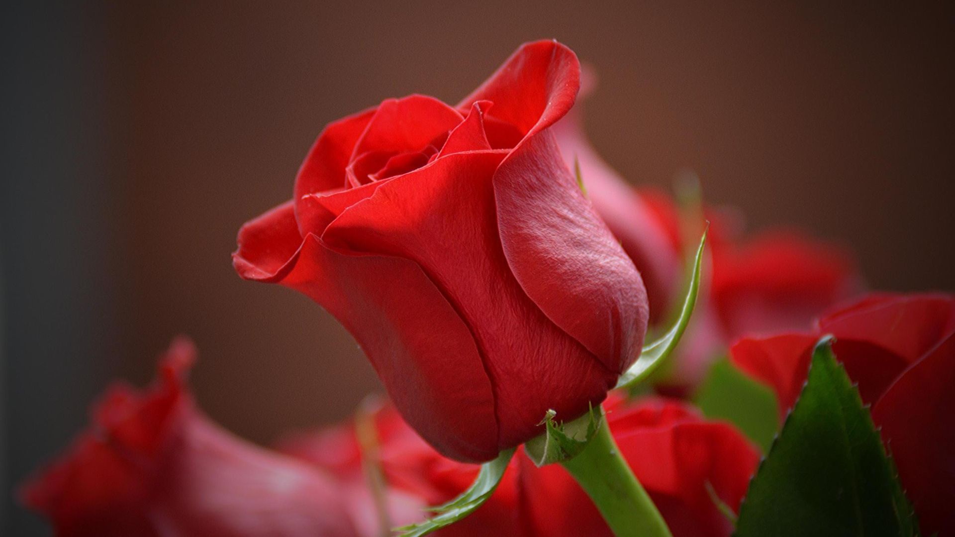 Nahaufnahme einer teilweise geöffneten roten Rosenknospe, dazwischen sind andere Rosen und grüne Blätter unscharf zu sehen.