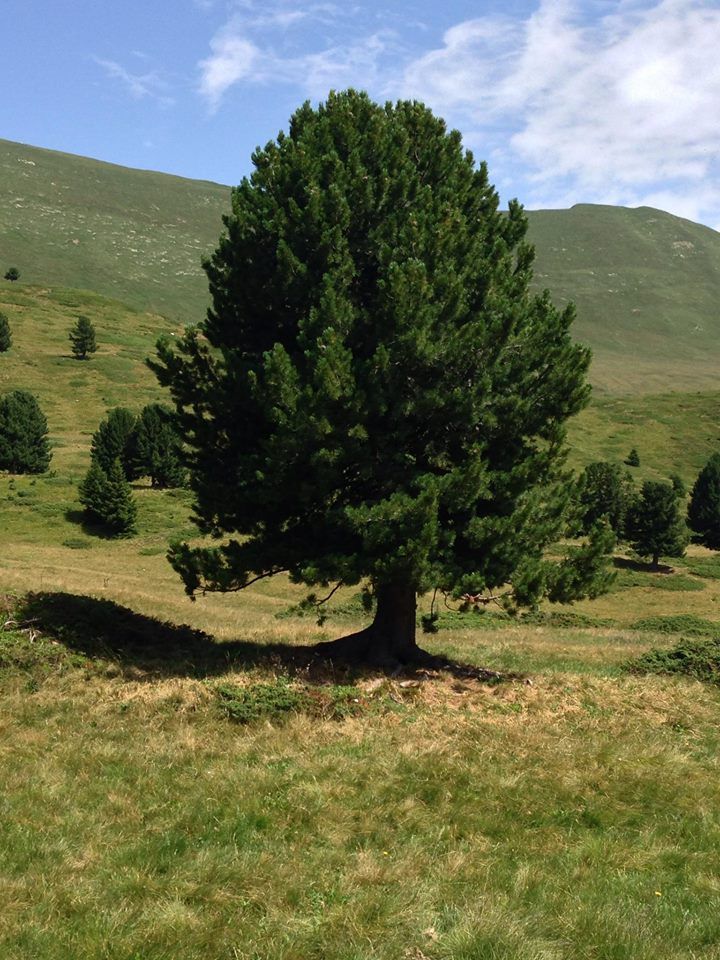 natura - prateria - Azienda Agricola Arcioni Luigi - Corzoneso - Blennio - Ticino