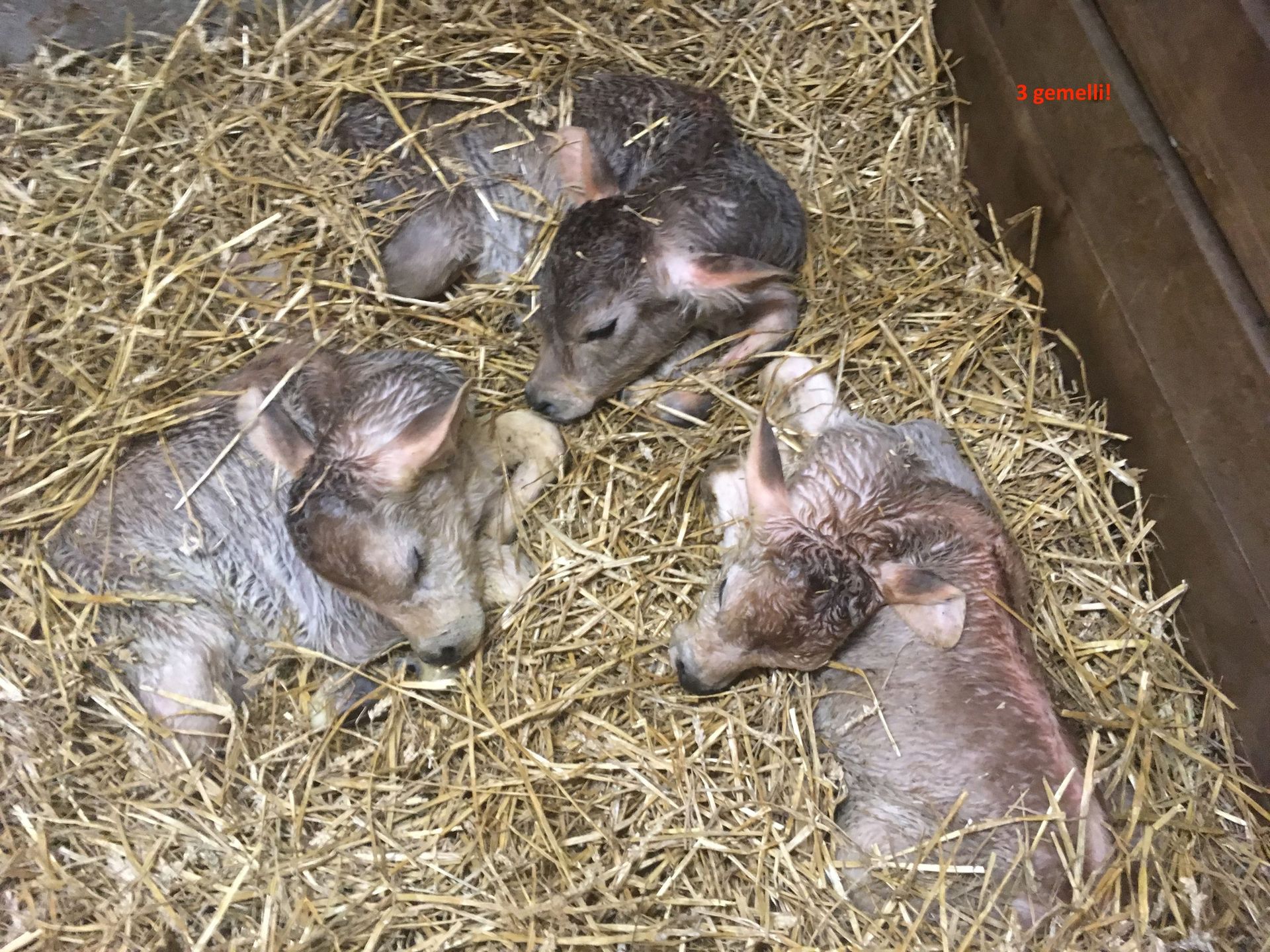 vitellini - Arcioni Luigi - Corzoneso - Blenio - Ticino