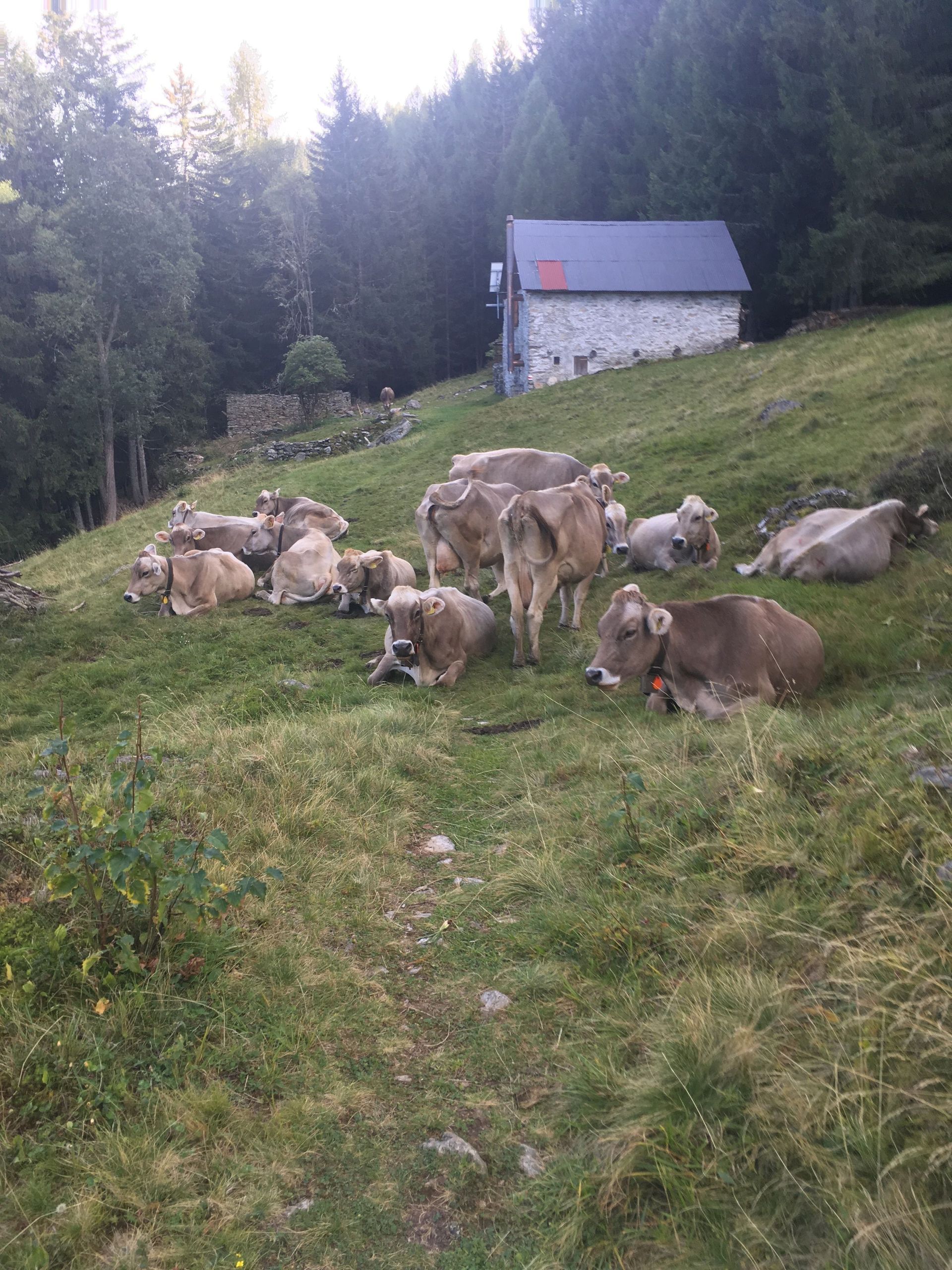 allevemento mucche - Arcioni Luigi - Corzoneso - Blenio - Ticino