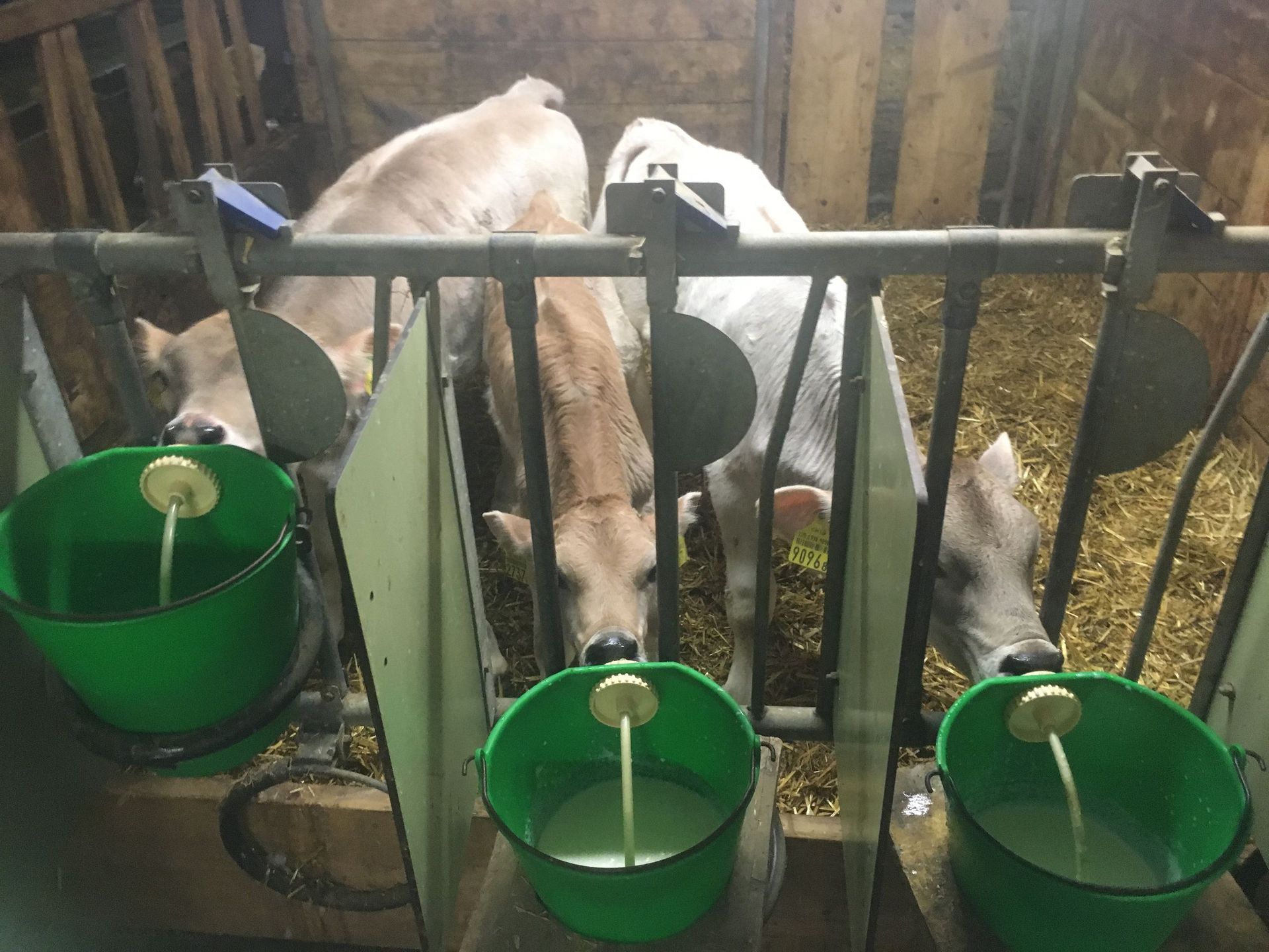 maiali - Arcioni Luigi - Corzoneso - Blenio - Ticino