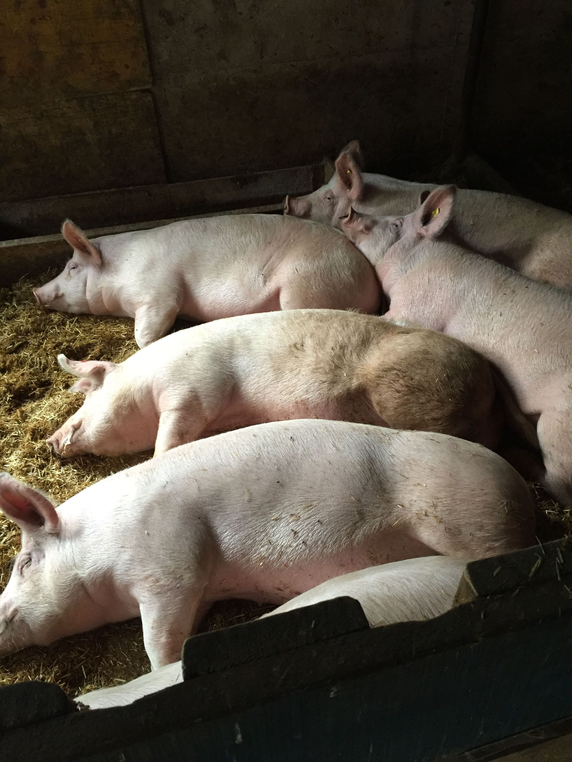 maiali - Arcioni Luigi - Corzoneso - Blenio - Ticino