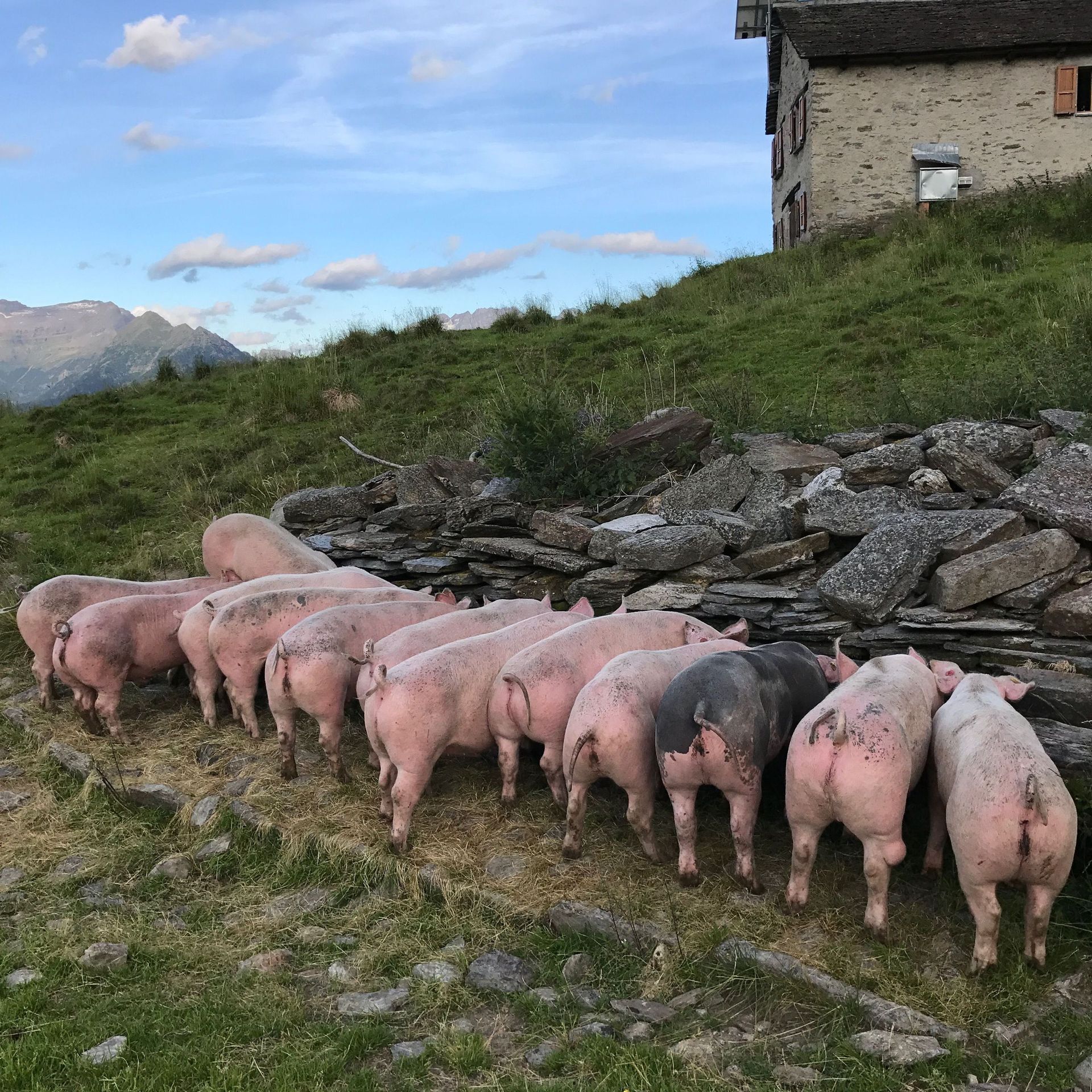 allevamento maiali - Arcioni Luigi - Corzoneso - Blenio - Ticino