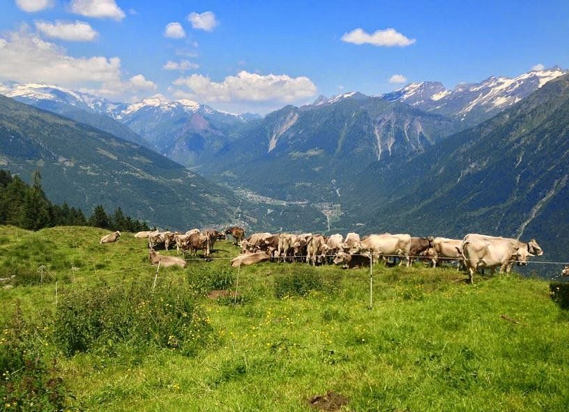 mucche all'alpeggio - Azienda Agricola Arcioni Luigi - Corzoneso - Blennio - Ticino