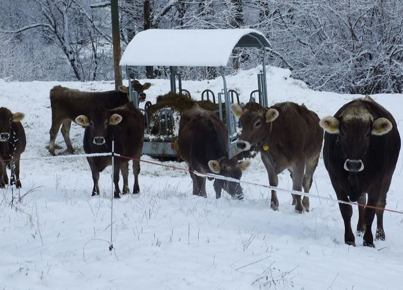 mucche sulla neve - Azienda Agricola Arcioni Luigi - Corzoneso - Blennio - Ticino