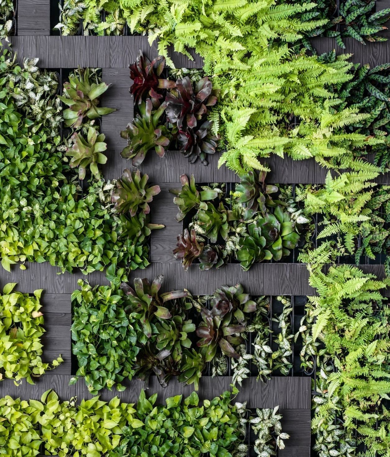 Una pared llena de muchos tipos diferentes de plantas.