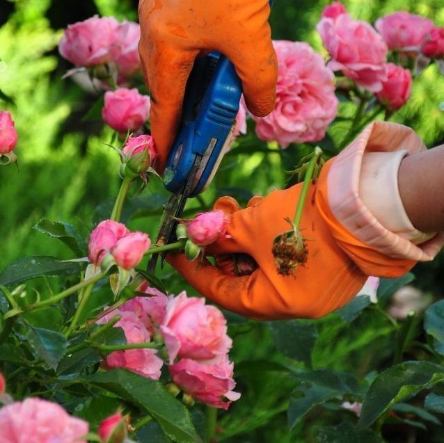 Una persona que lleva guantes naranjas está cortando flores rosas con un par de tijeras.