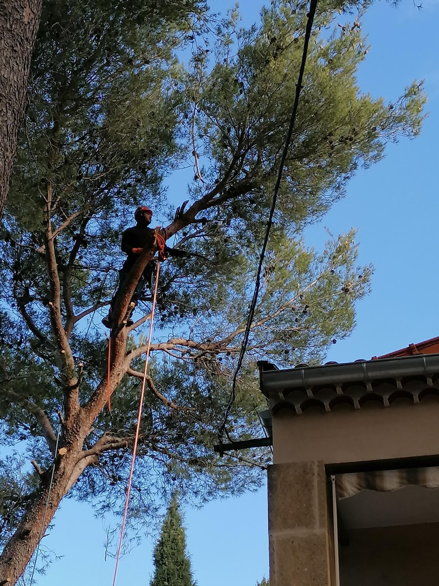 Arbre avant élagage