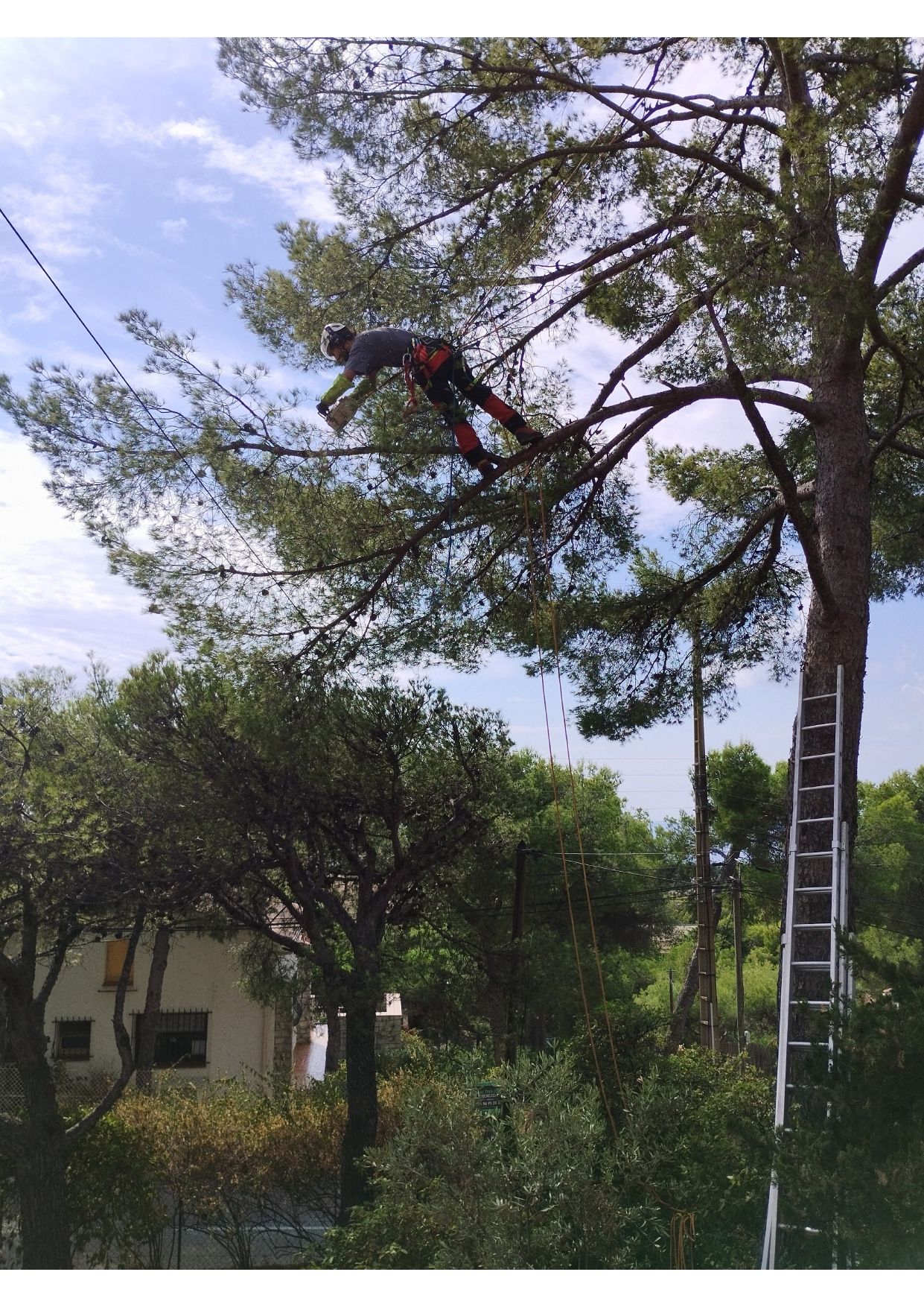 Travaux d'élagage en cours