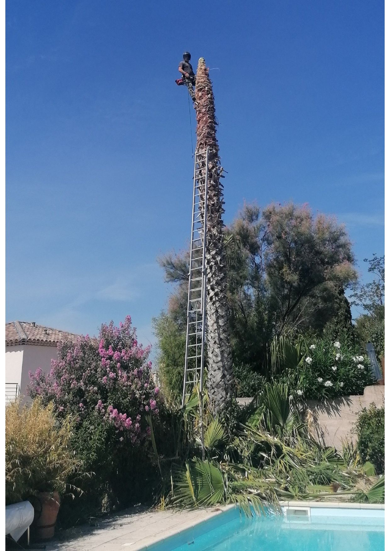 Palmier après élagage