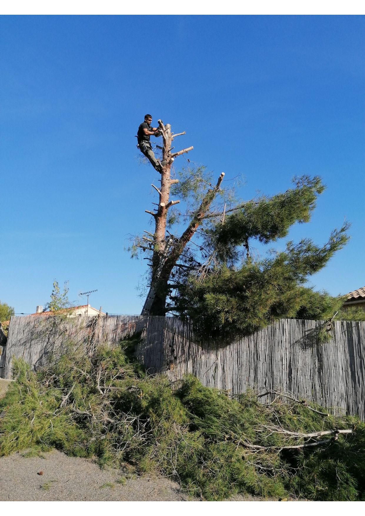 Elagueurs en haut de l'arbre