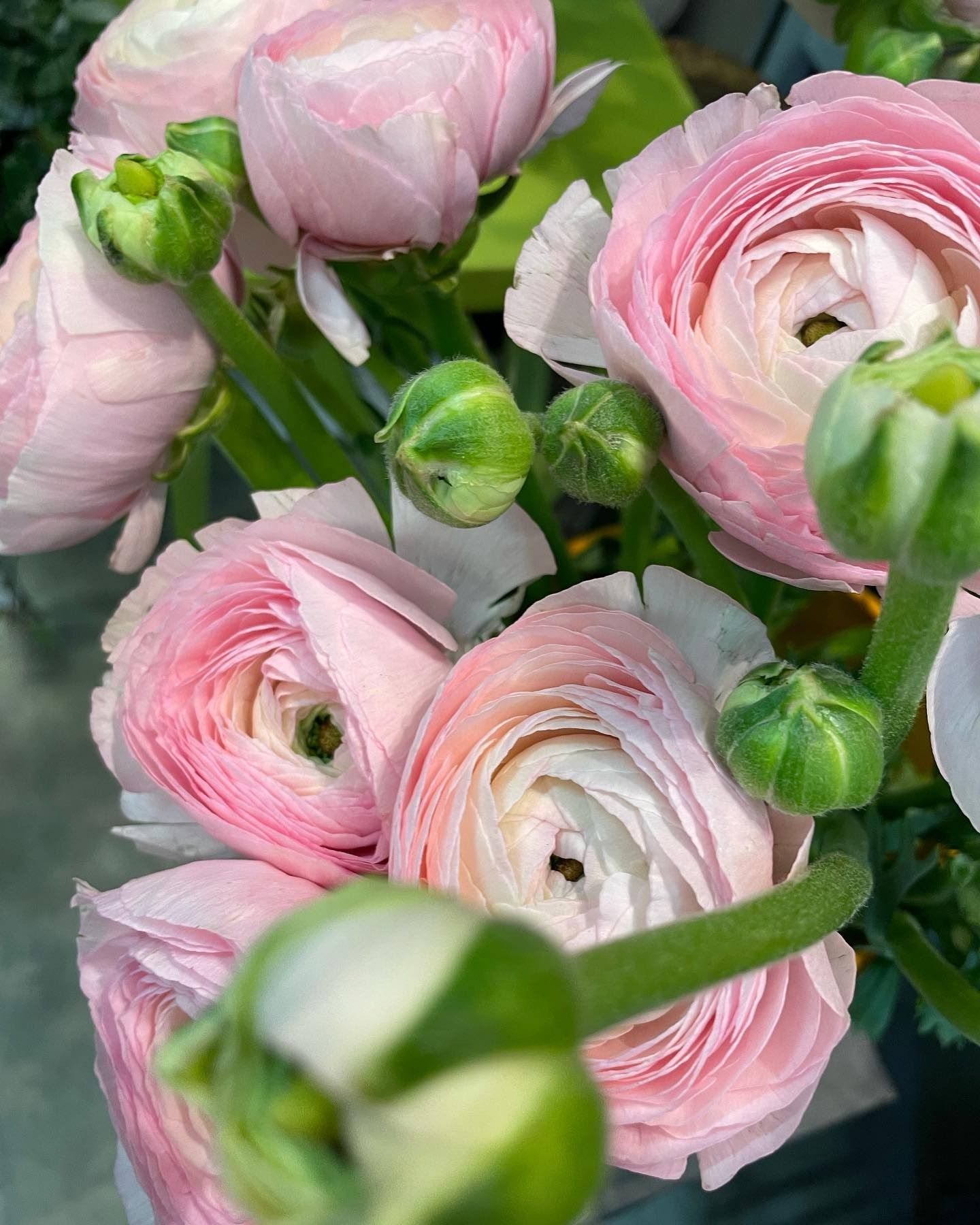 Gros plan d'un bouquet de renoncules roses aux boutons verts.