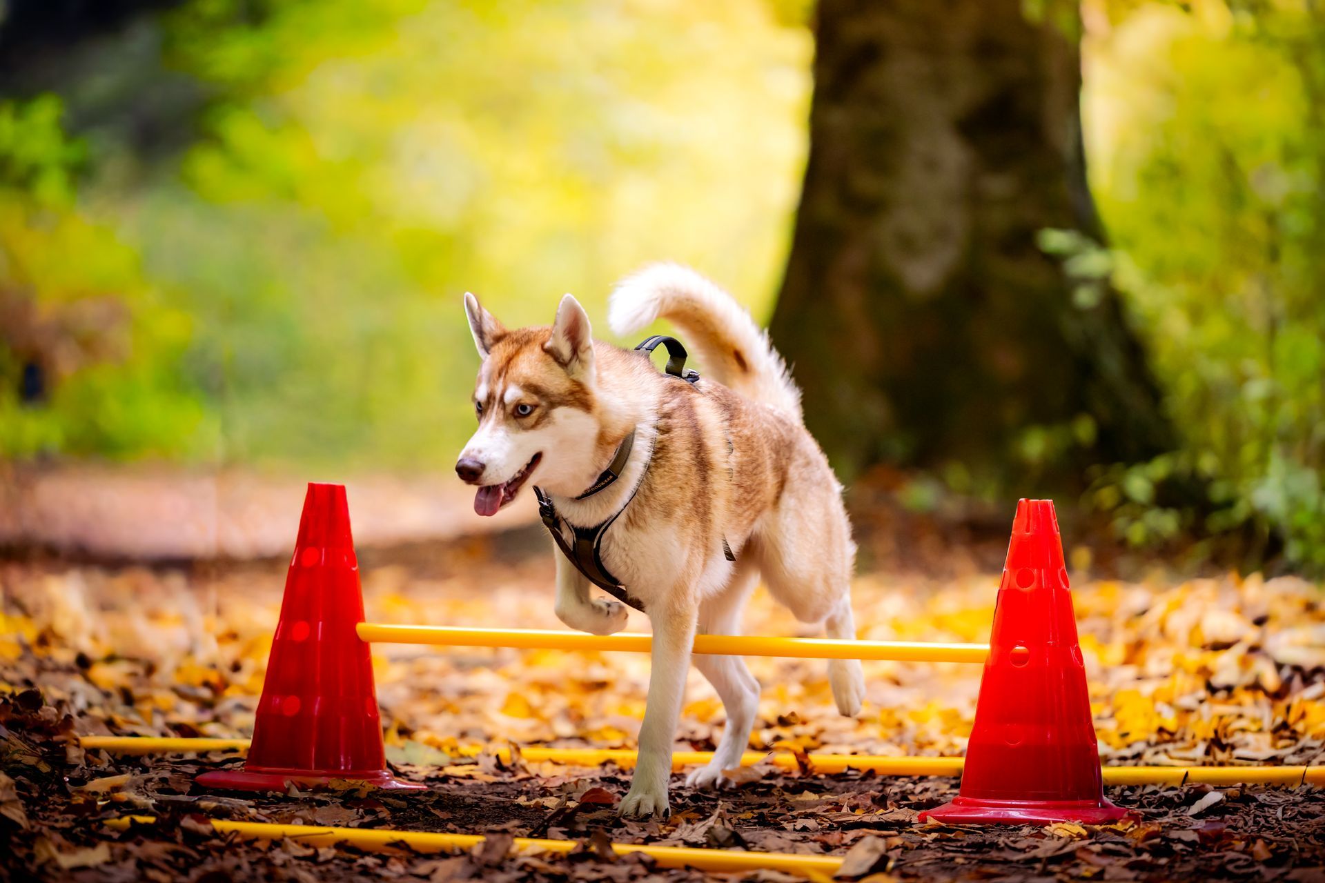 Hund mit flauschigem Schwanz läuft auf einer Wiese. Braunes, hellbraunes und schwarzes Fell.