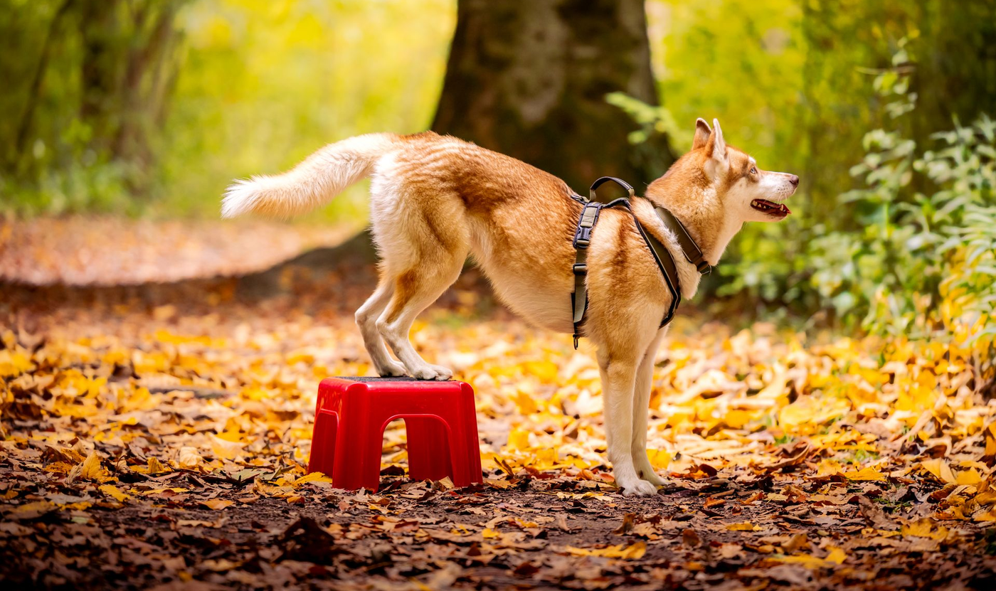 Frau kniet im Gras und streichelt einen großen schwarzen Hund in einem Hinterhof.