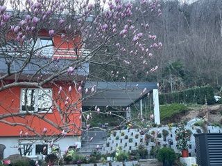 Dietro un grande albero di magnolia in fiore con fiori rosa, accanto a un moderno patio coperto, si erge una casa di un arancione acceso.