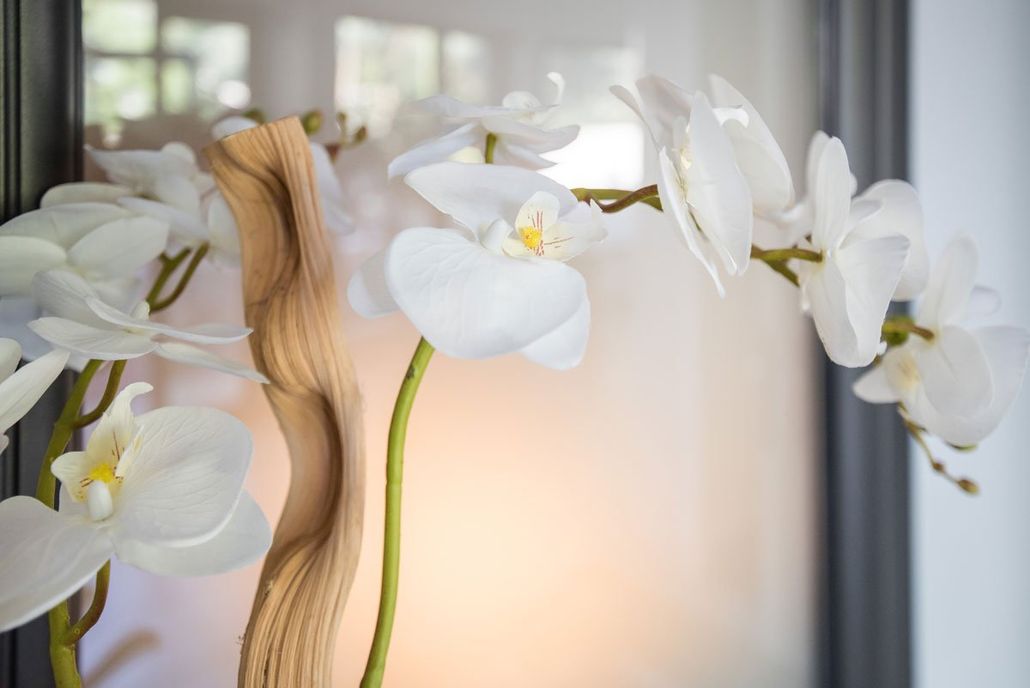 Orchidée blanche devant une vitre