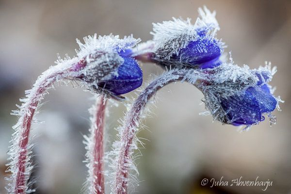 Juha Ahvenharju Photography