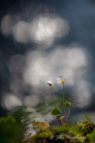 Juha Ahvenharju Photography