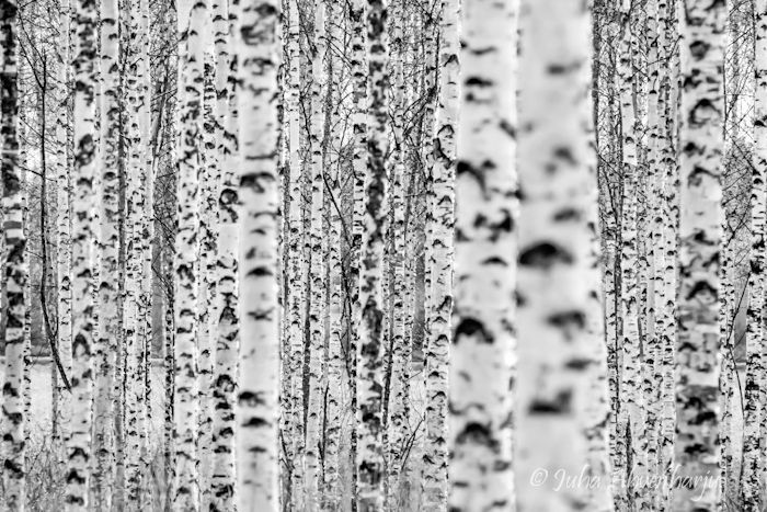 Juha Ahvenharju Photography