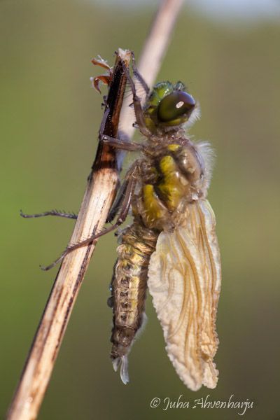Juha Ahvenharju Photography