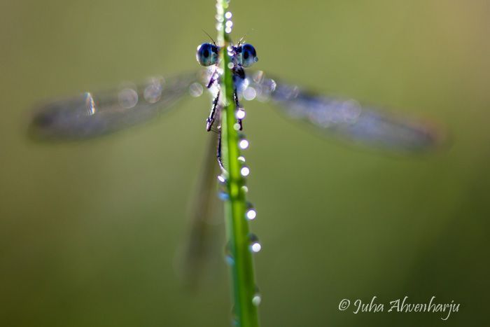 Juha Ahvenharju Photography