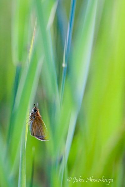 Juha Ahvenharju Photography