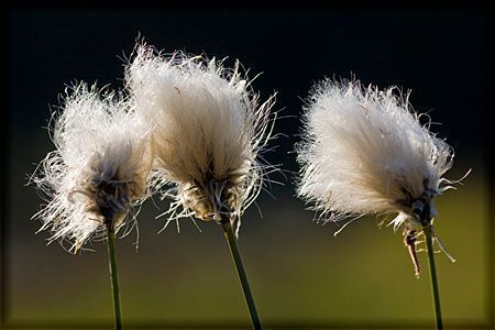 Juha Ahvenharju Photography
