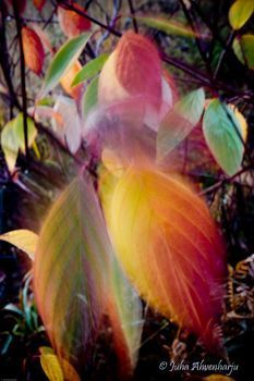 Juha Ahvenharju Photography