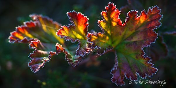 Juha Ahvenharju Photography
