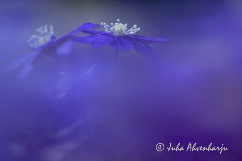 Juha Ahvenharju Photography