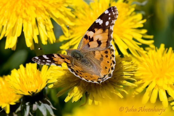 Juha Ahvenharju Photography