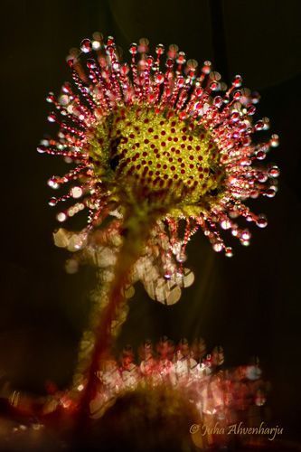 Juha Ahvenharju Photography