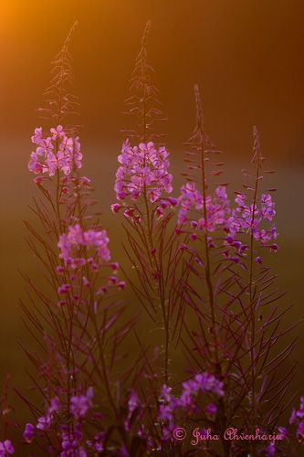 Juha Ahvenharju Photography