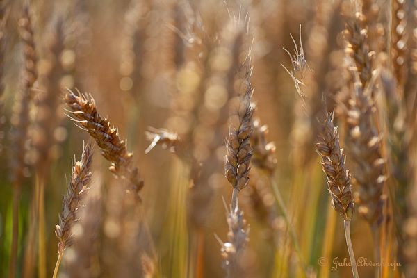 Juha Ahvenharju Photography
