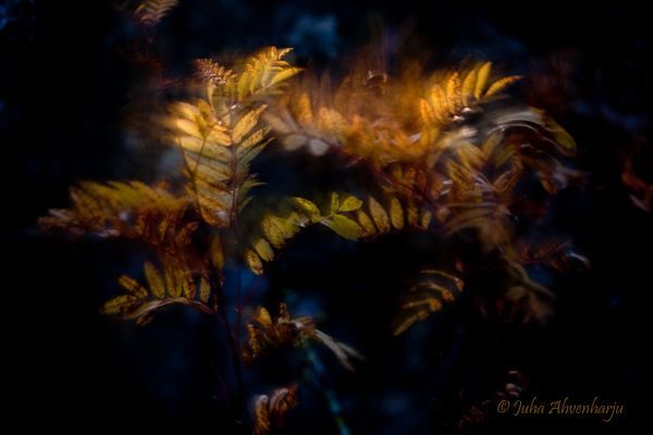 Juha Ahvenharju Photography