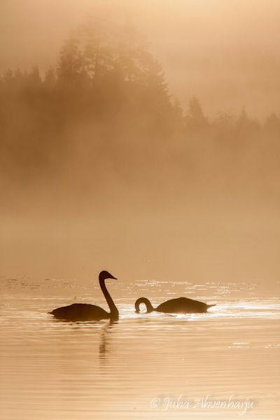 Juha Ahvenharju Photography