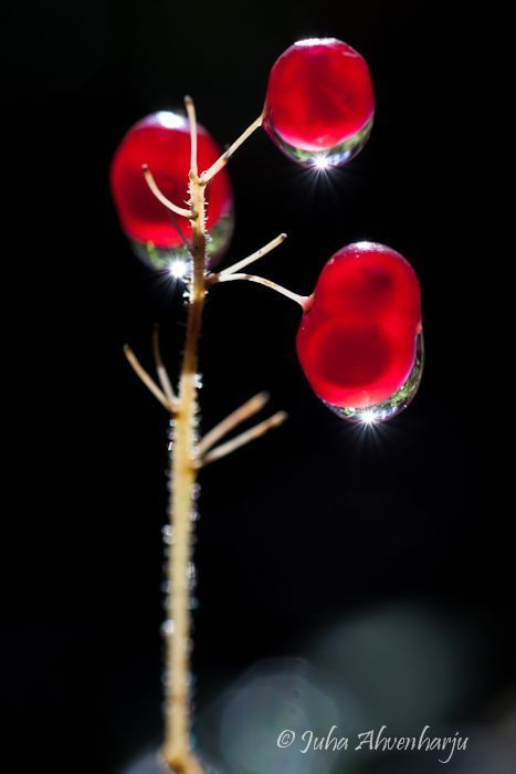 Juha Ahvenharju Photography