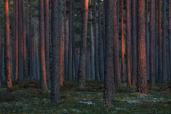 Juha Ahvenharju Photography